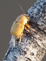 Pachybrachis mellitus