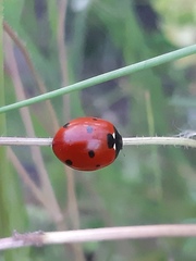 Coccinella septempunctata