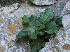 Pastinaca lucida