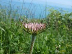 Daucus carota