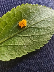 Adalia bipunctata