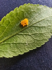 Adalia bipunctata