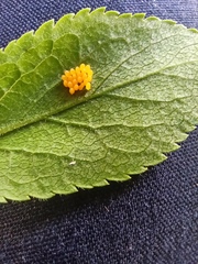 Adalia bipunctata