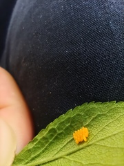 Adalia bipunctata