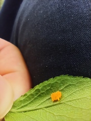 Adalia bipunctata