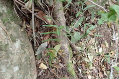 Secamone filiformis