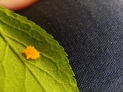 Adalia bipunctata