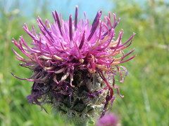 Centaurea scabiosa