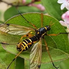 Ctenophora flaveolata