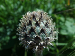 Centaurea scabiosa
