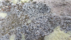 Diplotomma alboatrum