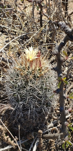 Coryphantha clavata
