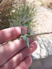 Gnorimoschema octomaculella