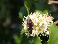 Acmaeodera prorsa
