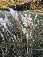 Andropogon leucostachyus