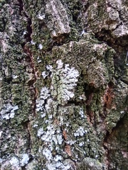 Physciaceae