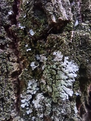 Physciaceae