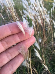 Andropogon leucostachyus