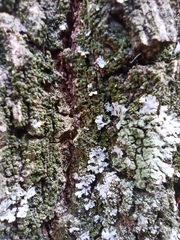 Physciaceae