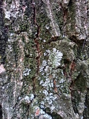 Physciaceae