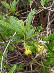 Lonicera involucrata involucrata