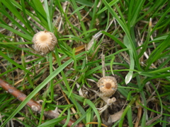Psathyrella gracilis