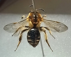 Andrena dorsata