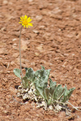 Enceliopsis nudicaulis