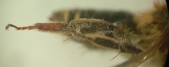 Andrena dorsata