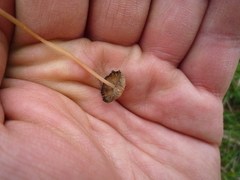 Psathyrella gracilis