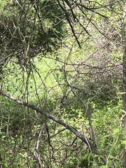 Pipilo erythrophthalmus