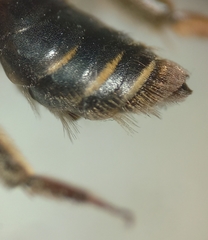 Andrena dorsata