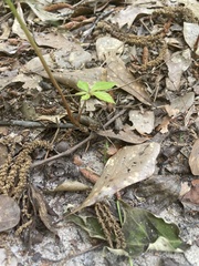 Opilioninae