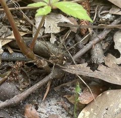 Opilioninae