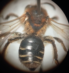 Andrena dorsata