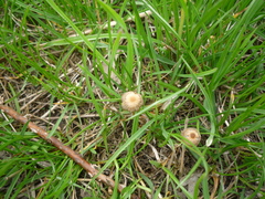 Psathyrella gracilis