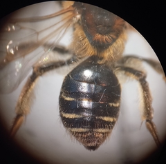 Andrena dorsata