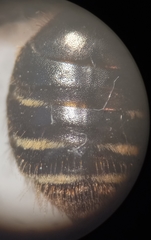 Andrena dorsata