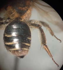 Andrena dorsata