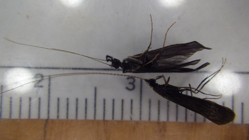 Leptoceridae