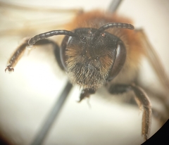 Andrena dorsata