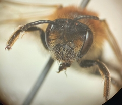 Andrena dorsata