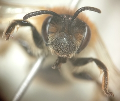 Andrena dorsata