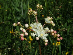Filipendula vulgaris