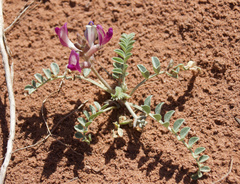 Astragalus amphioxys