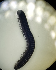 Ommatoiulus rutilans