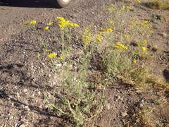 Hymenothrix wislizeni