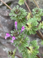 Lamium amplexicaule