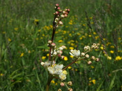 Filipendula vulgaris
