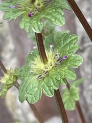 Lamium amplexicaule